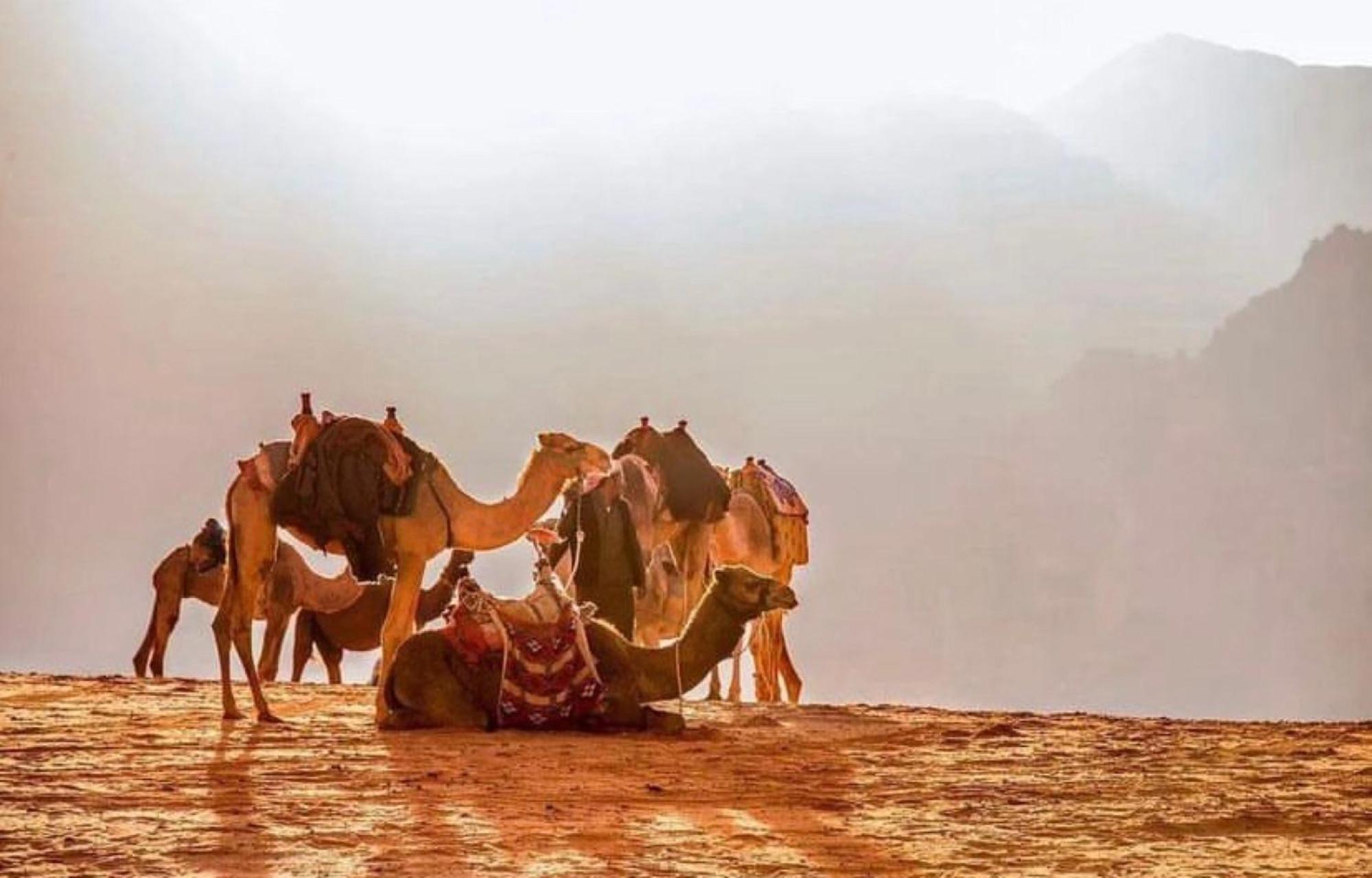 Julia Rum Luxury Camp Wadi Rum Exteriör bild